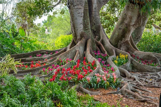 Marie Selby Botanical Gardens