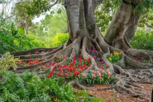 MARIE SELBY BOTANICAL GARDENS